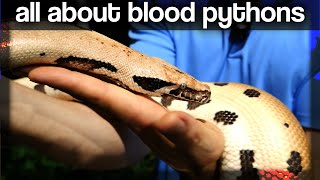 Celebrity All about Blood Pythons @ GX3 Reptiles Wealth