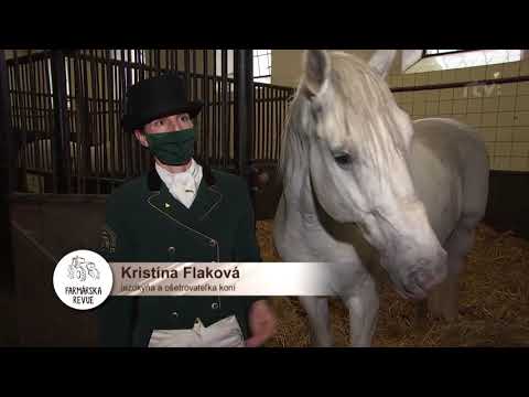 Video: Plemeno Lipicánských Koní Hypoalergenní, Zdraví A životnost
