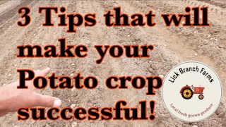 Planting our Red Norland potatoes | 3 tips for a better potato crop