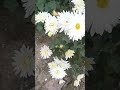 #@ phool phool pe bani teri tasveer ###