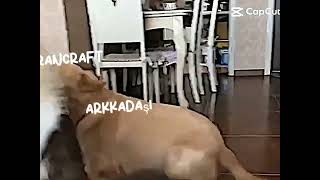 Borancraft Düş Önüme