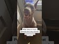 A dog with a bad temper #funny #dog #doggielife