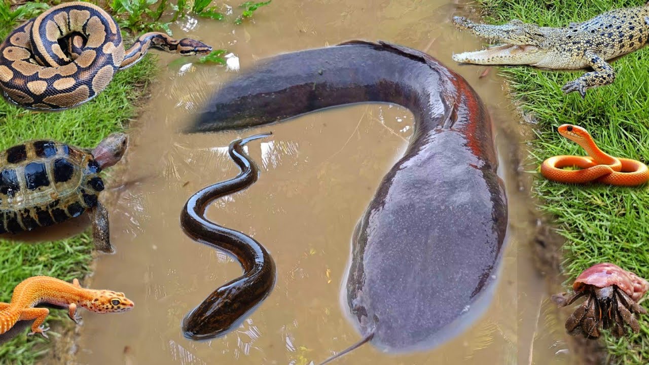 Wow! Menangkap ikan lele besar dalam lubang ada banyak hewan seram seperti buaya, ular&belut.