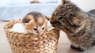 妹猫のLiliは姉猫の子猫のことが大好きです【Lili, the younger sister cat, loves her older sister's kittens】#子猫#kitten#cat by Pretty Cat  4,319 views 3 months ago 2 minutes, 55 seconds