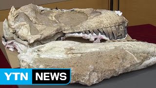 7천만 년 전 공룡 화석, 결국 고향 몽골로 갑니다! / YTN (Yes! Top News)