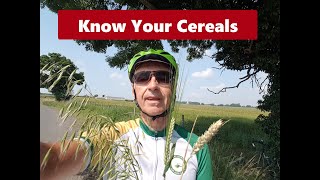 Know your cereals Profile