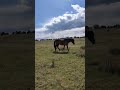 sometimes the horses need a bit of motivation to go to the barn