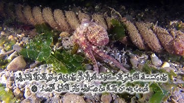 الشيخ الطبلاوي رحمه الله  ما تيسر من سورة يونس