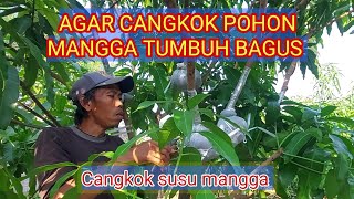 Agar pohon mangga cangkok susu tumbuh banyak akar