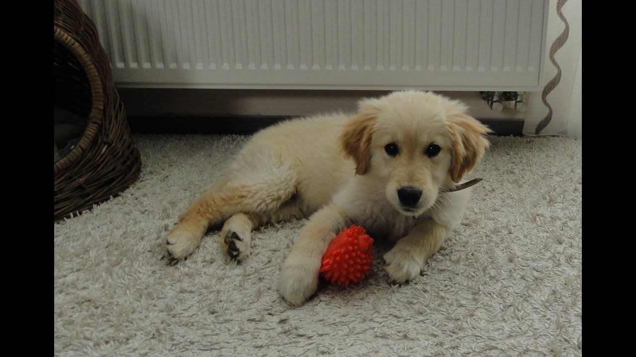 Golden Retriever Growth Chart