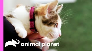 Backstage With The Kitties Of The Kitty Halftime Show Puppy Bowl Xv