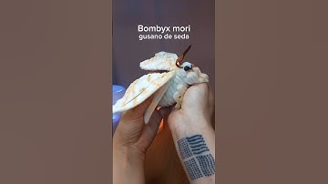 Cute Bombyx mori with chenille wire🐛🦋✨️DIY Best for holidays