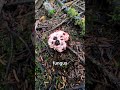The Bleeding Tooth Fungus Looks Deadly But You Can Eat It 🍄
