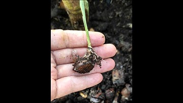 metode unik menanam jahe