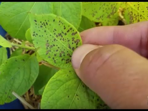 Video: Potatis med korkig ringfläck - Hur man hanterar potatisfläckar