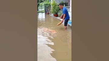 NƯỚC NGẬP ĐÀN CÁ CHÉP BƠI GIỮA SÂN NHÀ