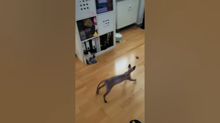 Video 10589921: sphynx cat toys, sphynx cat love, hairless cat, funny hairless cat