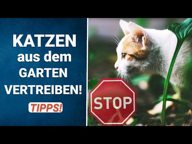 Katzen aus dem Garten vertreiben