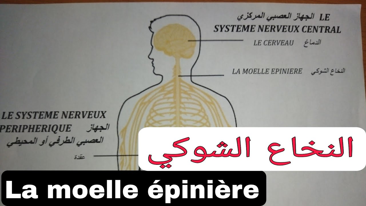 علم النفس الفيزيولوجي: النخاع الشوكي La moelle épinière