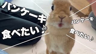 バナナパンケーキを焼いたらうさぎのテンションがバカやばい事になりました　#996