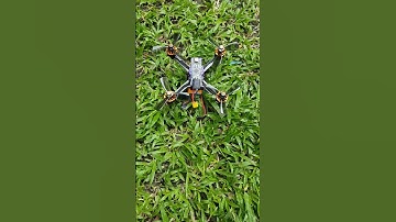 Cricket in the grass.