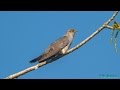 Common Cuckoo- Koekoek  (Cuculus canorus)