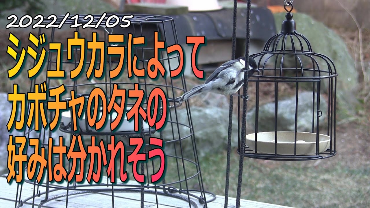カボチャのタネはシジュウカラよって好みが分かれそう 自作バードフィーダーでお手軽野鳥観察 Youtube