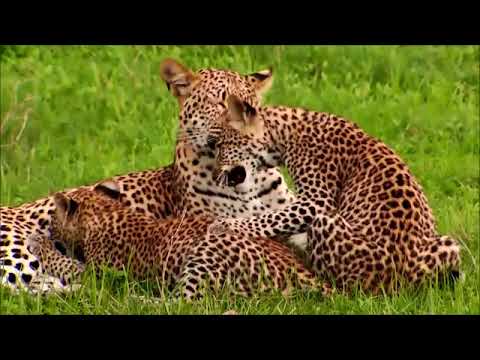 Video: Sanctuary Retreats Je Ime, Ki Ga Morajo Poznati Luksuzni Afriški Safariji