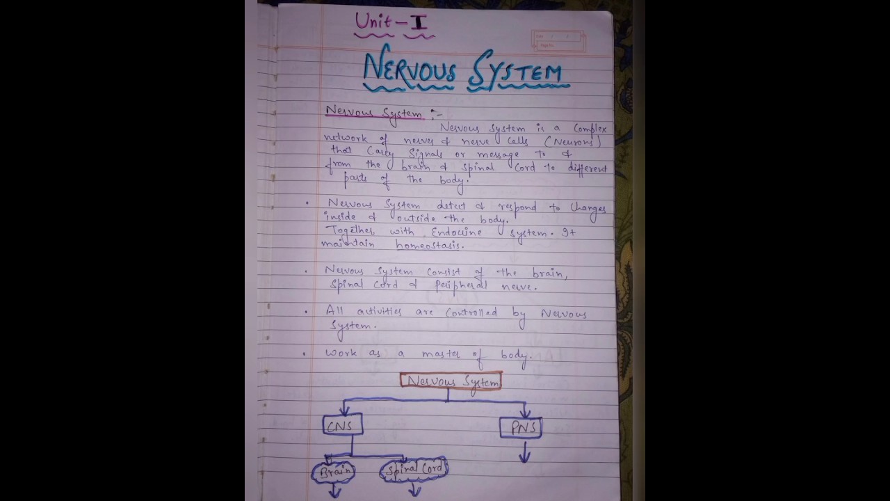 Nervous system |types of nerve|nerve cells|Neuron 