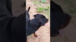 Rocky Bhai Morning Walking