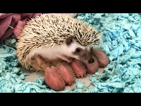 Mommy Hedgehog Giving Birth To Five Cute Babies