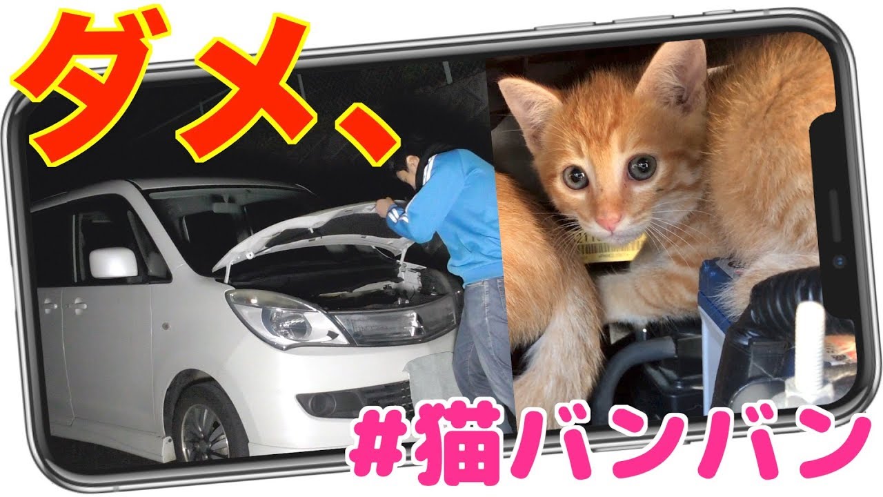 その 猫バンバン 間違っているかもしれないですよ Youtube