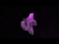 My old clan intro | Ushio