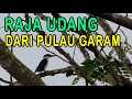 Burung Raja Udang di Alam Liar Pulau Madura | Cekakak Cantik Sedang Bersantai