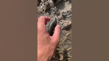 Bắt Cá Bị Mắc Cạn /Nam Long Cà Mau #shorts