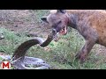 100 Craziest Animal Fights of All Time