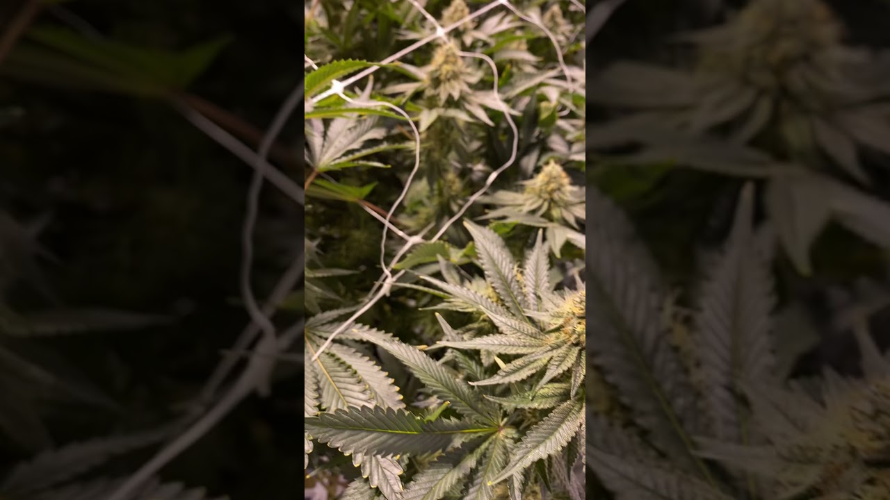 Clone Goddess - Gorilla Breath Smelling Stanky @Clone Goddess HQ 🌱