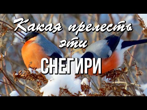 Посмотри за окном, посмотри, Снегири к нам опять прилетели! Хорошего зимнего дня!