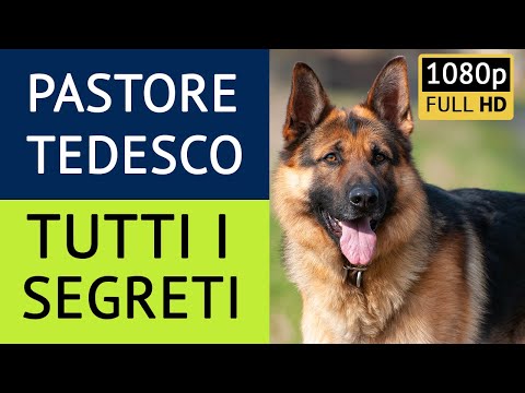 Video: Lavorando pastori tedeschi come animali domestici e compagni