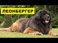 Собака Леонбергер описание плюсы и минусы породы | Собаководство | Порода собак Леонбергер