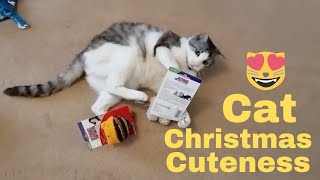 Oscar the cat's christmas gifts #cat #funnycat #oscarthecat #面白い猫 #有趣的貓 #猫のビデオ #猫视频 #chatmarrant
