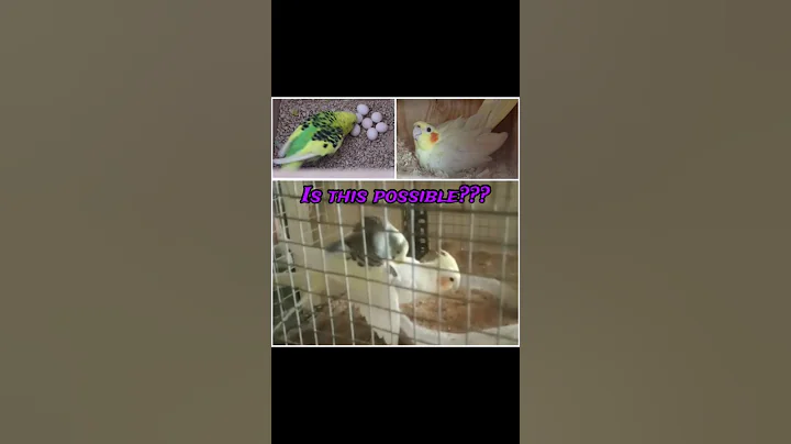 Video 3546831: cat funny animals compilation, cat dog funny compilation, laugh funny cats compilation, cats compilation cute animals, funny pets, breed lovely