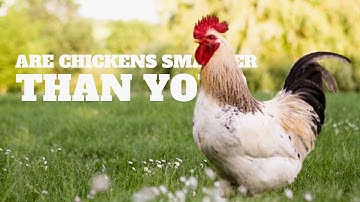 Are Chickens Smarter Than You?