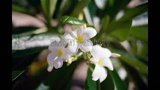 Kalachuchi - Munimuni (Tagalog and English lyrics)