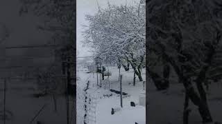 26 апреля Украину засыпало снегом, город Переяслав, Киевская область