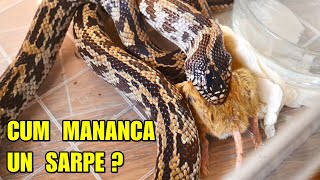 🐍Cum MĂNÂNCĂ UN ȘARPE⁉️ 😲