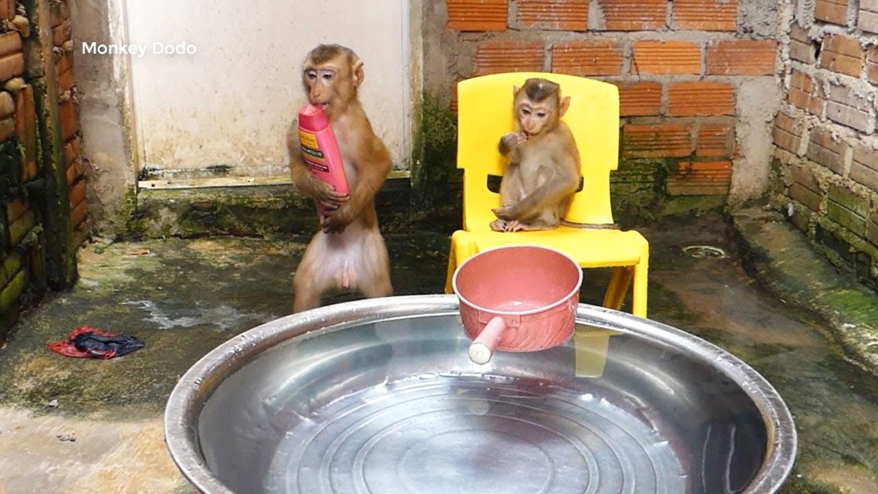 Cute Monkey!! Dodo Hug Shampoo And Donal Prepare Before Bath Time