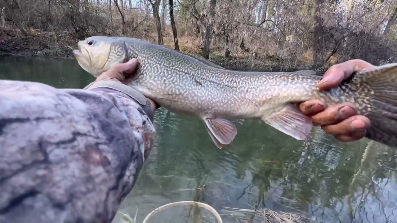 I Caught A Huge Tiger Trout!! Small Creek Fishing With Lure - YouTube