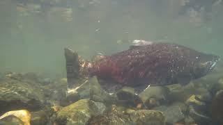 Yuba River Salmon Dance