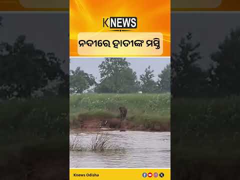 ଅରଡେଇ ନଦୀରେ ହାତୀପଲଙ୍କ ଜଳକ୍ରୀଡ଼ା, ଦେଖିବାକୁ ଲୋକଙ୍କ ଭିଡ଼ #knewsodisha